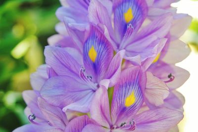 Close-up of purple flower
