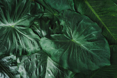 Full frame shot of fresh green leaves