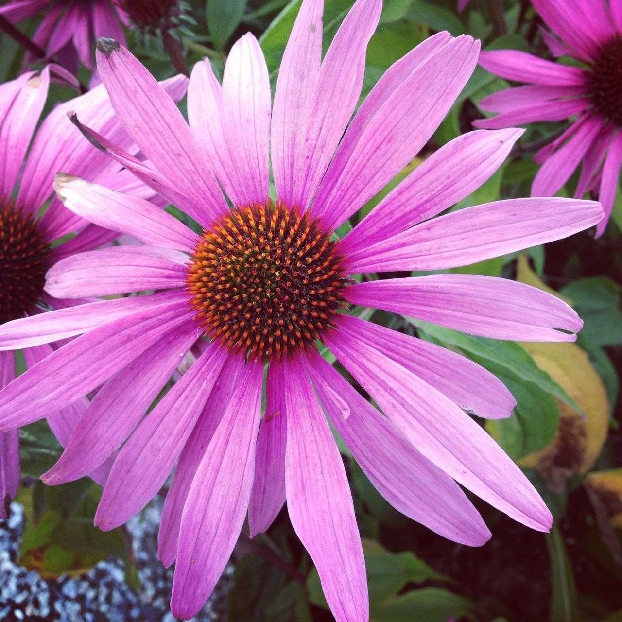 flower, petal, freshness, flower head, fragility, growth, purple, pollen, beauty in nature, close-up, blooming, nature, plant, focus on foreground, pink color, single flower, in bloom, stamen, high angle view, outdoors