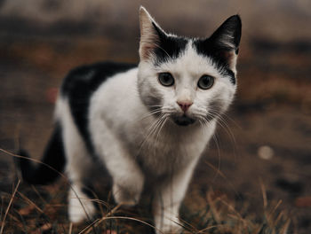 Close-up portrait of a cat