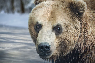 The big head of a brown bear in front of a frozen pond. the bear keeps eye contact with 