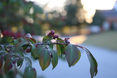 Close-up of flower buds