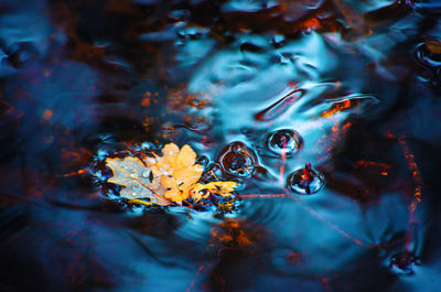 Close-up of water drops on leaves floating on lake