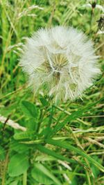 Close-up of white dandelion