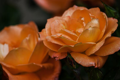 Close-up of red flower