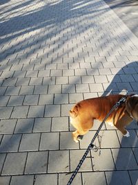 High angle view of dog on footpath
