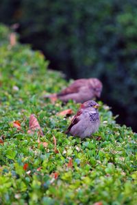 Close up of a bird