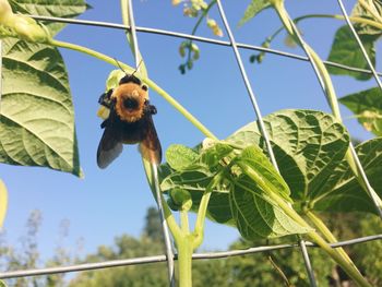 Close-up of bee pollinating on a plant