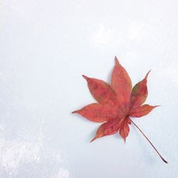 High angle view of maple leaf on white background