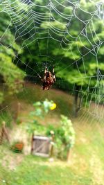 Close-up of spider web