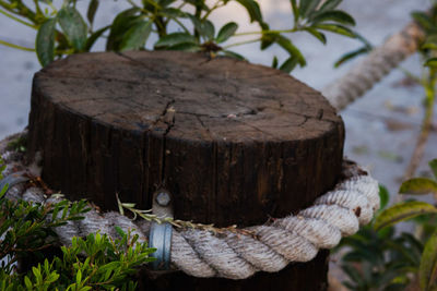 Close-up of log on tree stump