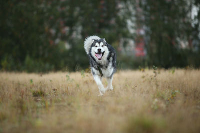 Dog running in field