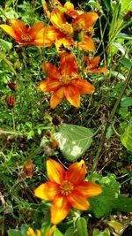 Close-up of orange poppy flowers blooming on field