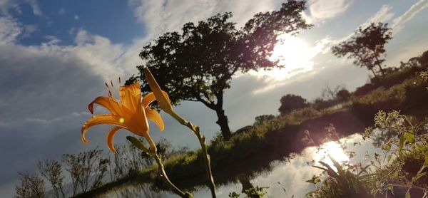 Close-up of flower against sky during sunset