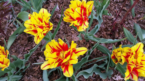 Close-up of yellow flowers