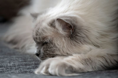 Close-up of a ragdoll cat resting