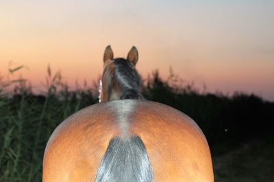 View of horse on field against sky during sunset