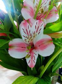 Close-up of flower blooming outdoors