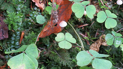 Close-up high angle view of plants