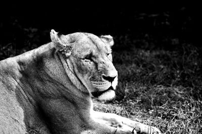 Close-up of lioness