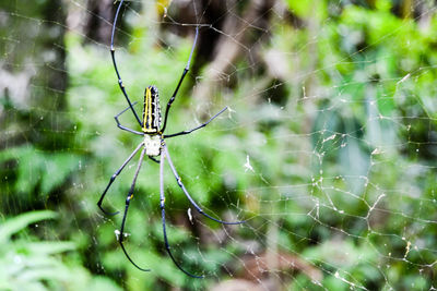 Close-up of spider and web against blurred background