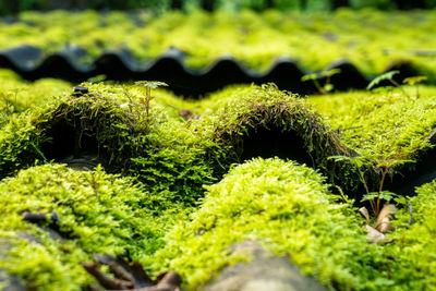 Close-up of moss growing