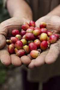 Midsection of person holding coffee cherries