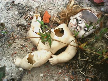 Close-up of broken doll on ground