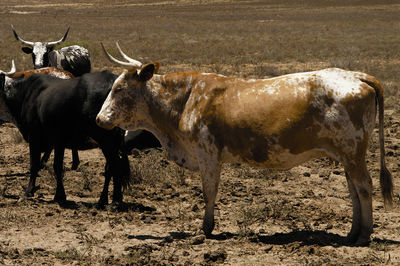 Horses standing in field