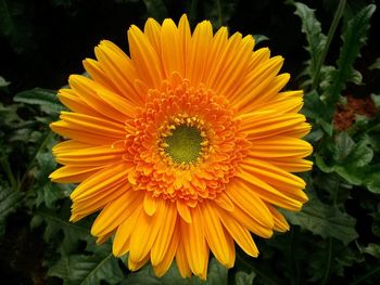 Close-up of yellow flower