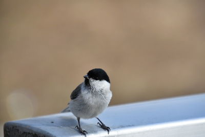 Close-up of bird perching on railing