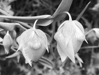 Close-up of flowering plant hanging outdoors