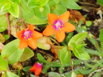 Close-up of orange flowers growing in garden