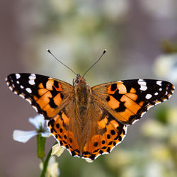 Close-up of butterfly pollinating flower