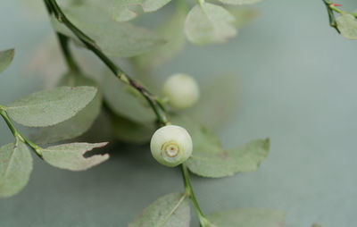 Close-up of snail on leaf