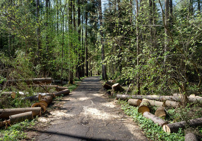 Footpath amidst trees in forest