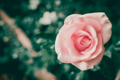 Close-up of pink rose