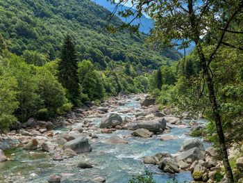 Stream flowing through rocks in forest