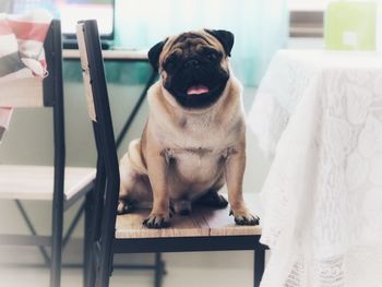 Portrait of dog sitting on table at home