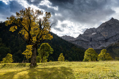 Scenic view of field against sky