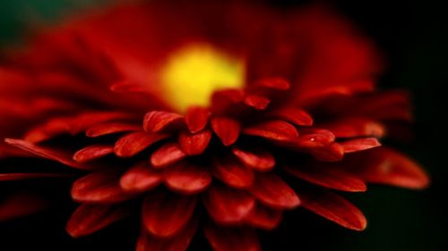 Close-up of red flower blooming outdoors