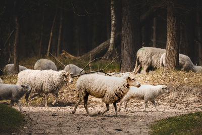 Sheep grazing on field