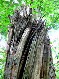 Low angle view of tree trunk in forest