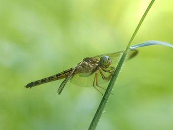 Close-up of dragonfly on leaf