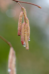 Close-up of red flower on twig