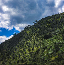 Low angle view of trees on mountain against sky