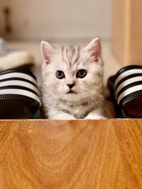 Close-up portrait of cat at home