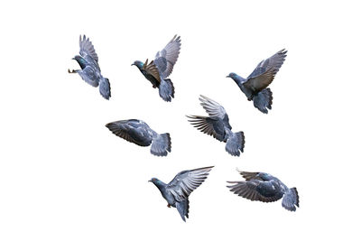 Flock of pigeons flying