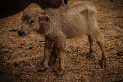 Lion standing in a field