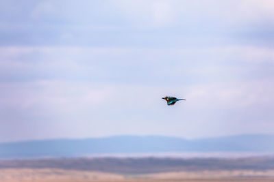 Bird flying in the sky